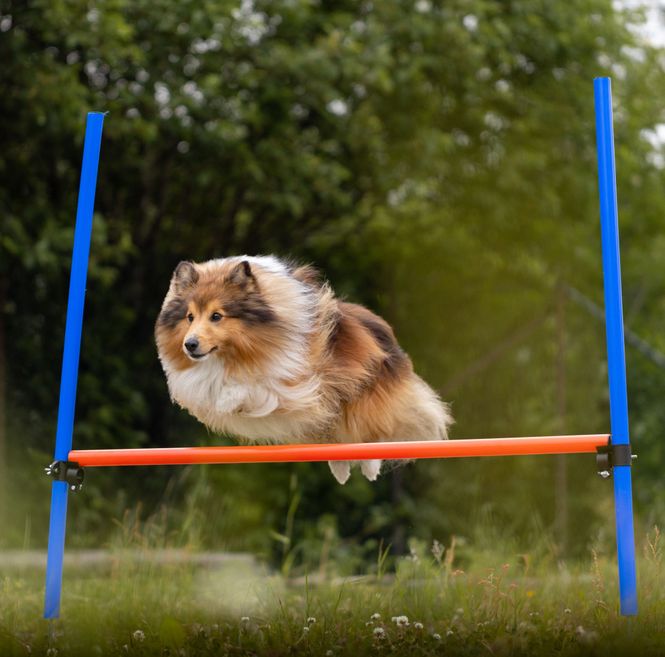 Hovedbilde Agility Hinder