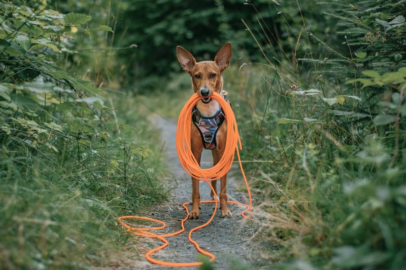 Oransj gummiert sporline / Langline til hund 4mm