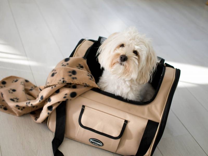 Beige stort 2-i-1 bilsete og Bærebag til hund