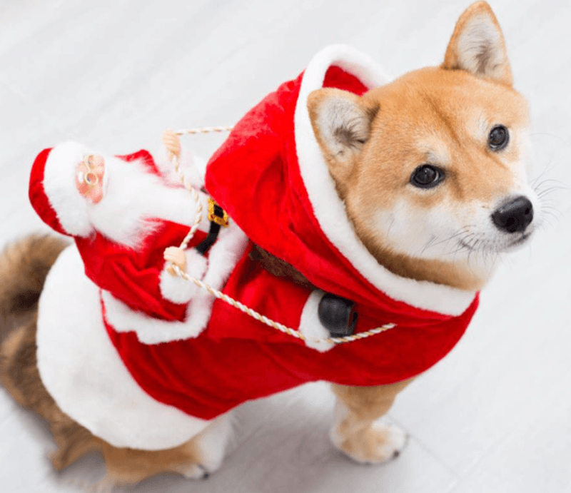 Hundekostyme til jul - julenissen som rir på reinsdyr 