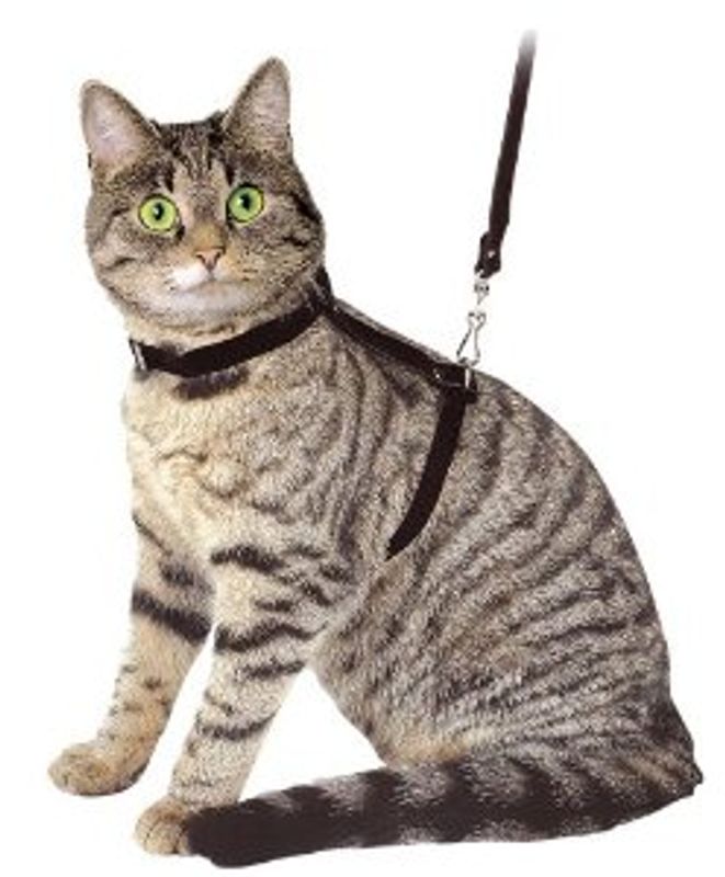 Kattesele med lenke, flere farger