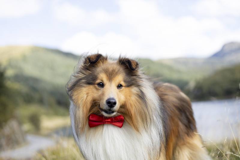 Rød lekker hundesløyfe