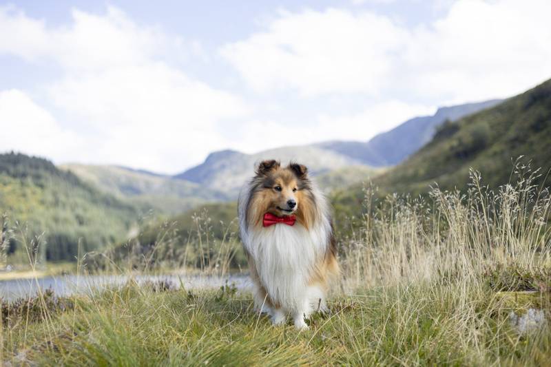 Rød lekker hundesløyfe