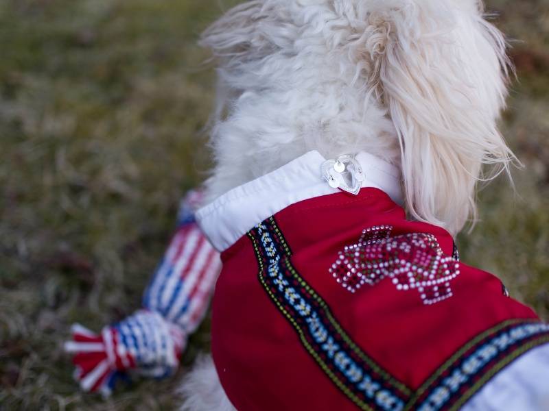 Bunad til hund, hardanger - tispe