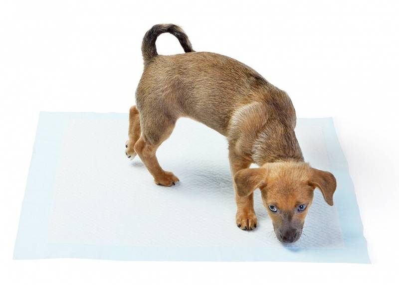 50pk Puppypads - 60x60 Tisselaken