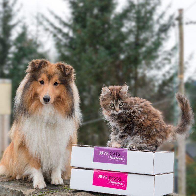 Poteklubben Katt - Overraskelsespakke