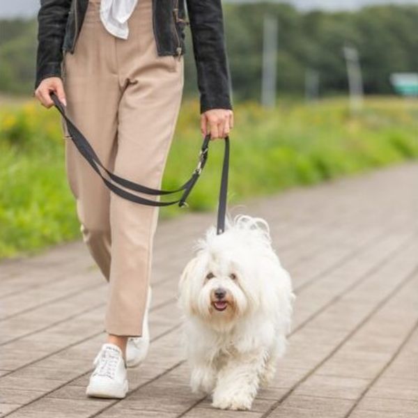 Hovedbilde Premium justerbar hundelenke - Blush