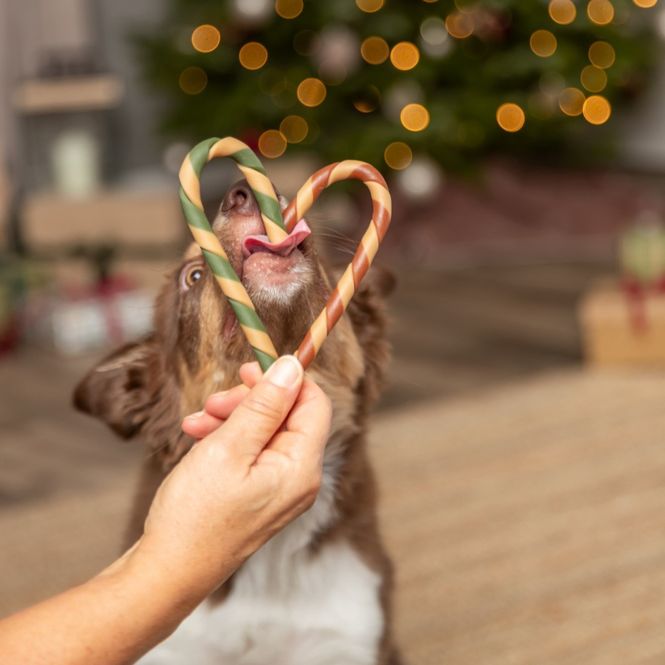 Hovedbilde Candycane hundetygg 