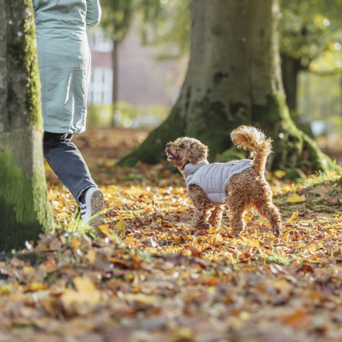 Beige teddy vinterdekken til hund