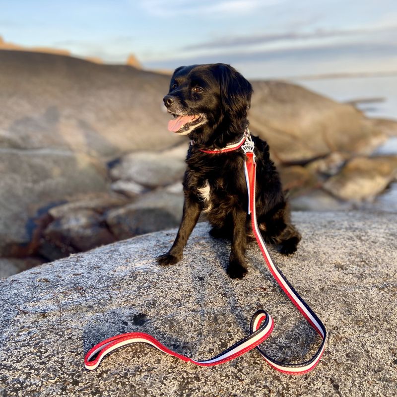 Hundehalsbånd med lenke i norske farger