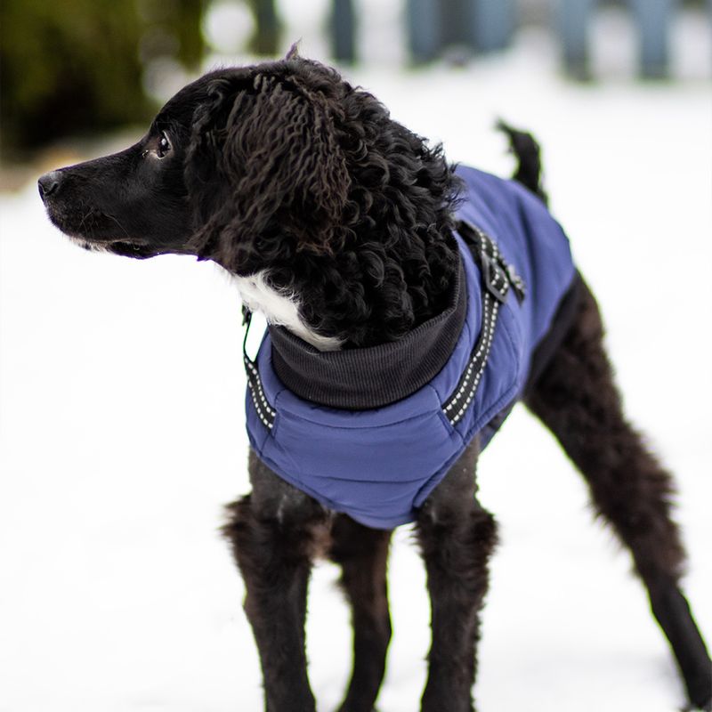 Blått hundedekken-integrert sele