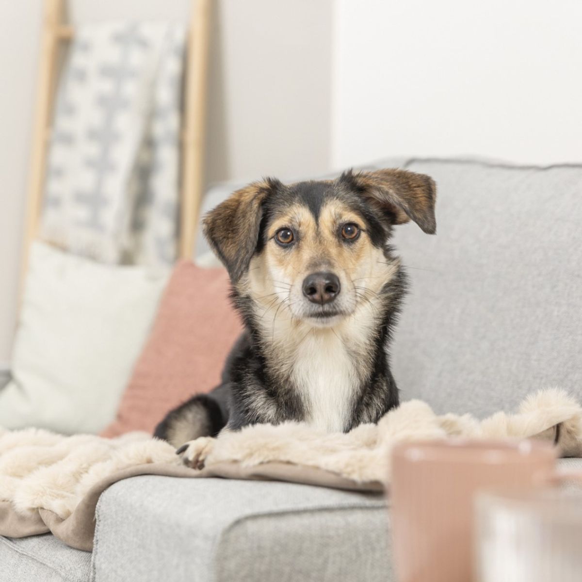 Supermykt sandfarget hundeteppe med fuskepels, 3str