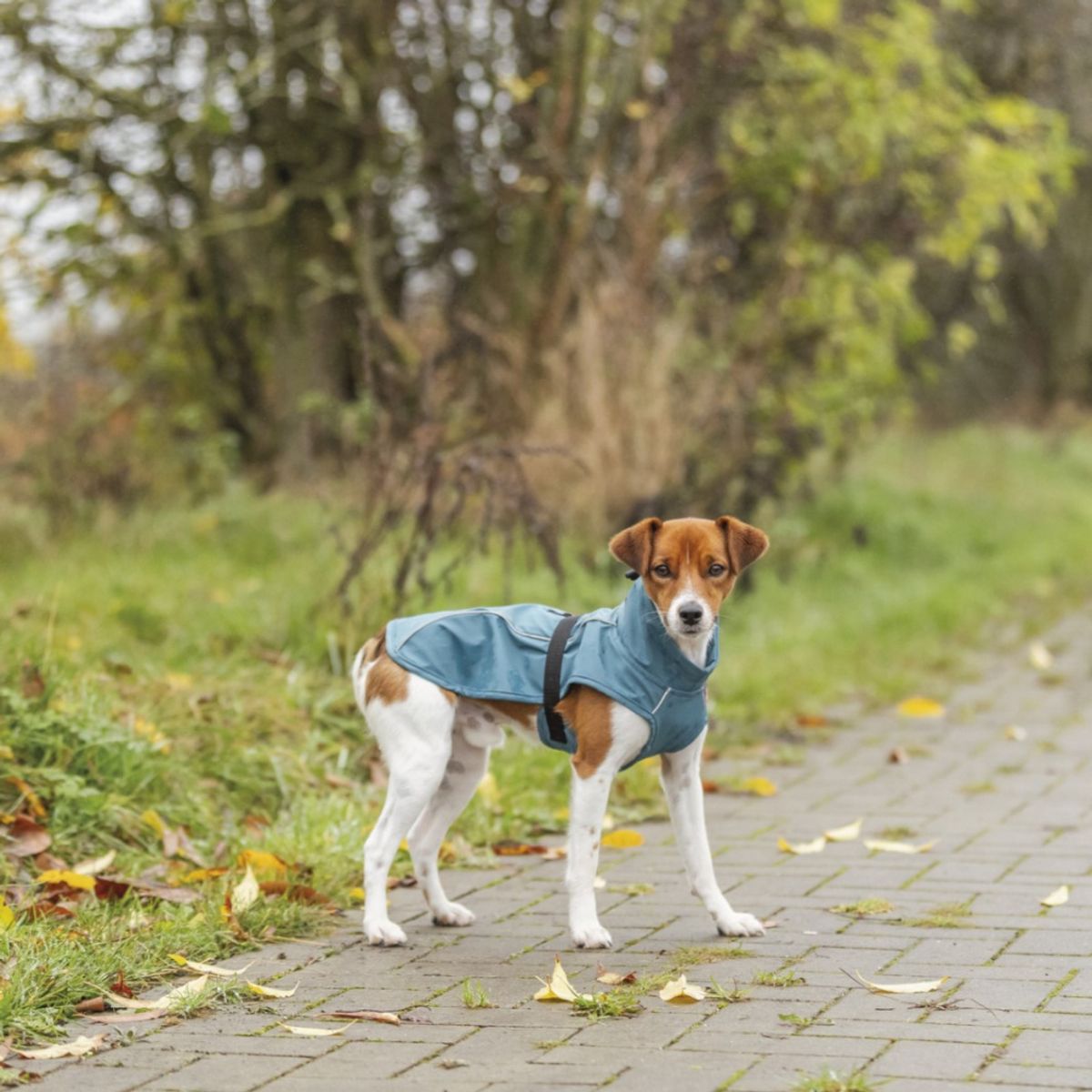 Petrol regndekken til hund