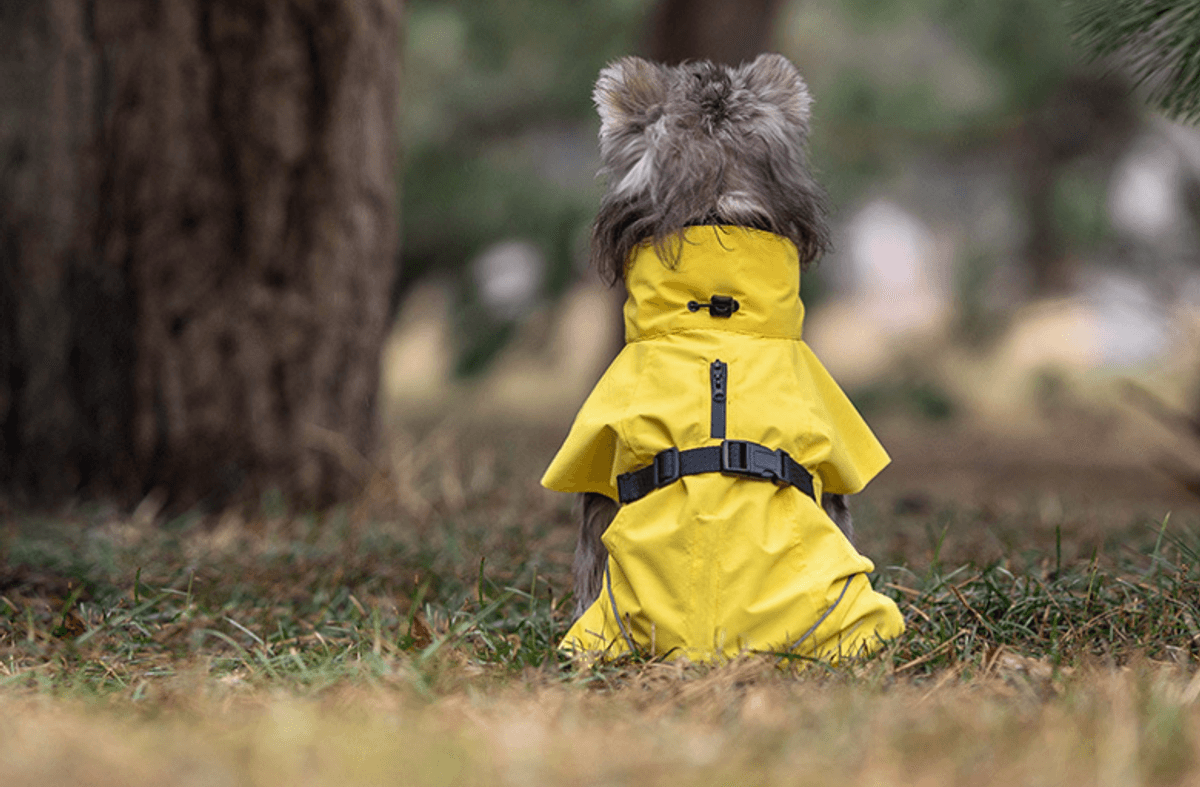 Gult hundedekken - vann og vindtett