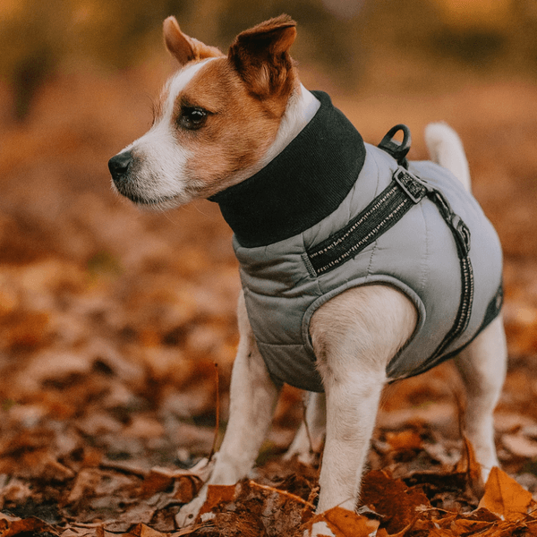 Hovedbilde Grått hundedekken-integrert sele