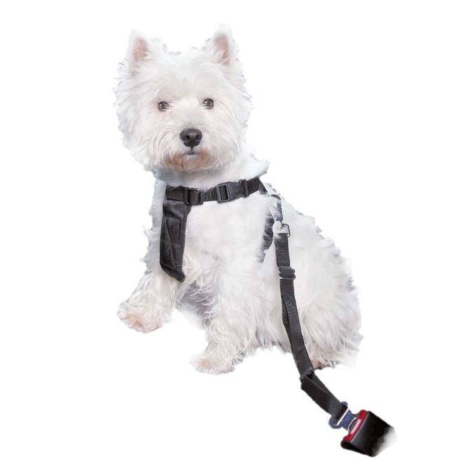 Hovedbilde Bilsele og bilbelte til hund i bil