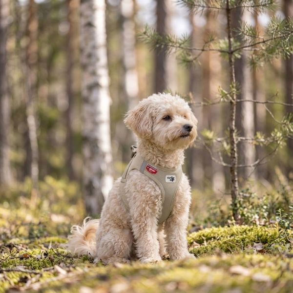 Hovedbilde Curli Clasp Air Mesh hundesele - Beige