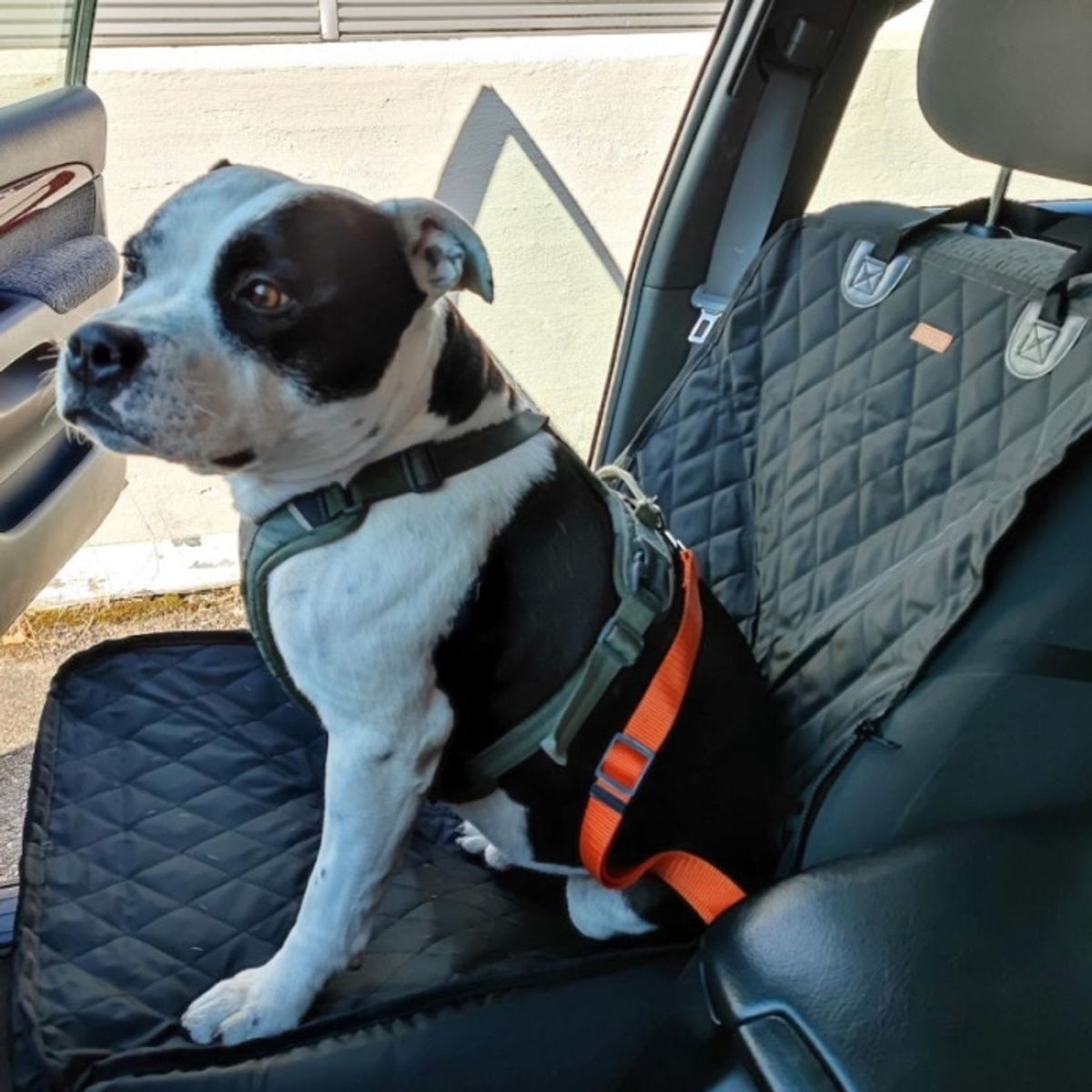 Oransj bilsele til hund - justerbar opptil 72cm