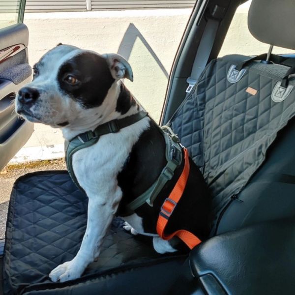 Hovedbilde Oransj bilsele til hund - justerbar opptil 72cm
