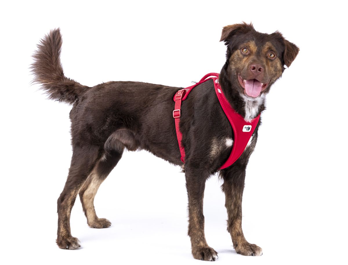 Curli Belka Air Mesh hundesele (11-48 kg) - Beige