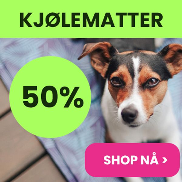 10kr hund