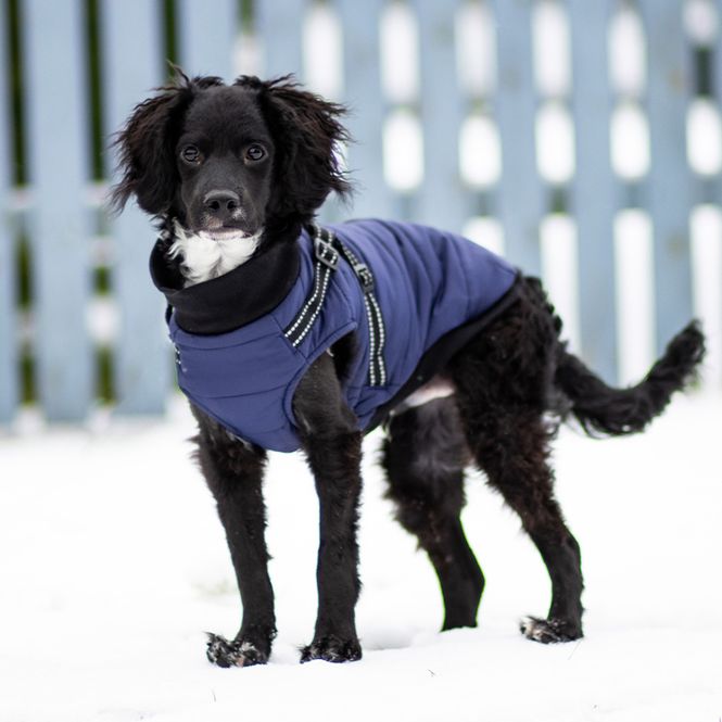 Hovedbilde Blått hundedekken-integrert sele