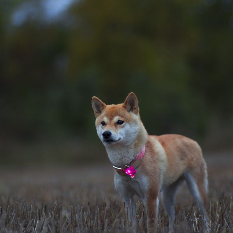LED lys til halsbånd / selen til hund